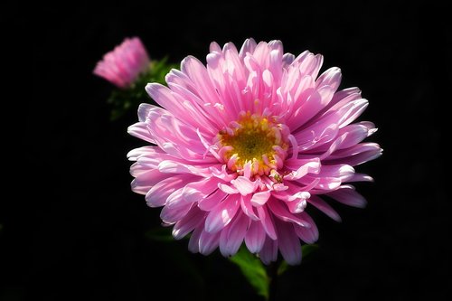 flower  aster  pink