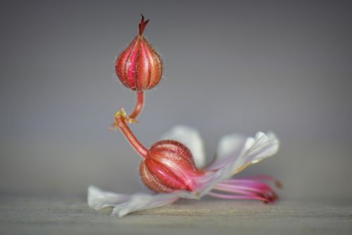 flower nature macro