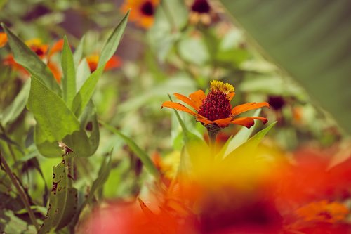 flower  flowers  plant