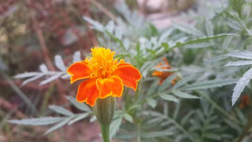 flower  plant  blossom