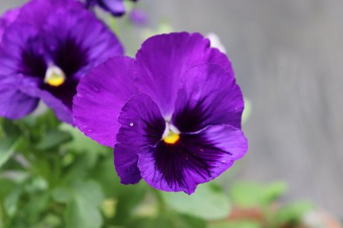 flower  purple  violet