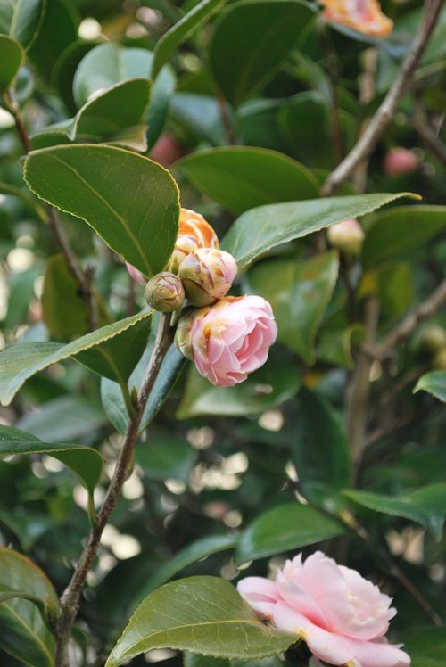 flower  camellia  flowers