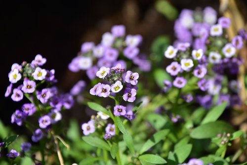 flower  garden  plant