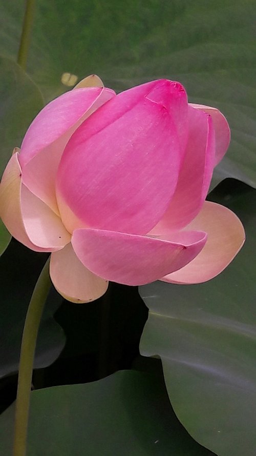 flower  lotus  garden