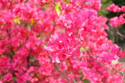 flower  red  bougainvillea glabrachoisy