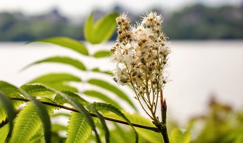 flower  tree  nature