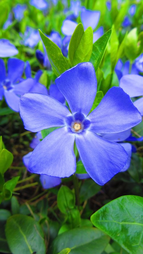 flower  summer  nature