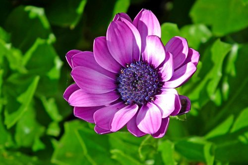 flower  violet  garden