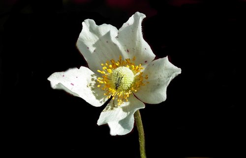 flower  anemone  white