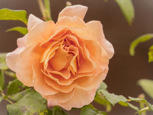 flower  rose  romantic