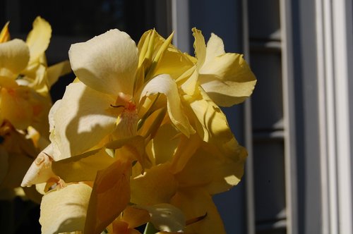 flower  yellow  spring