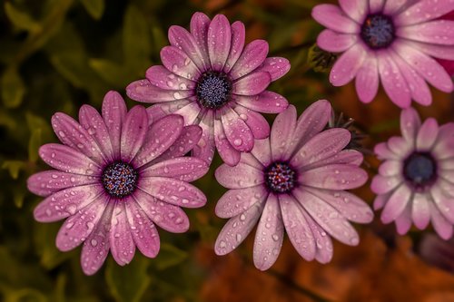 flower  garden  nature