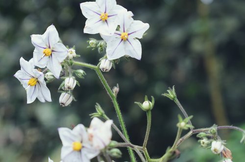 flower  white flower  wallpaper