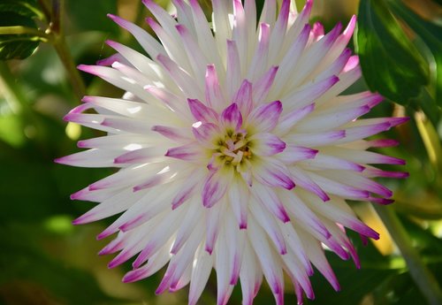 flower  petals  color pink white