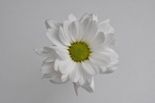 flower  white  chrysanthemum