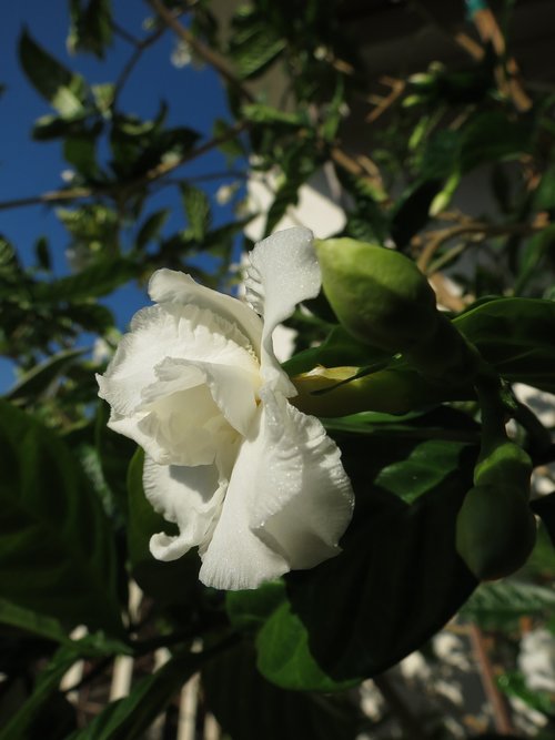 flower  white flower  bloom