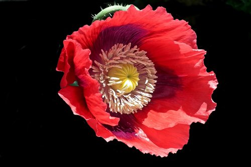 flower  poppy  garden