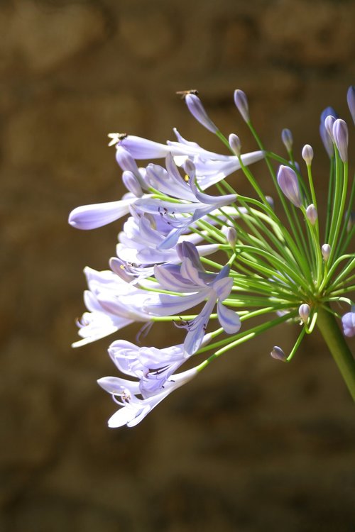 flower  garden  plants