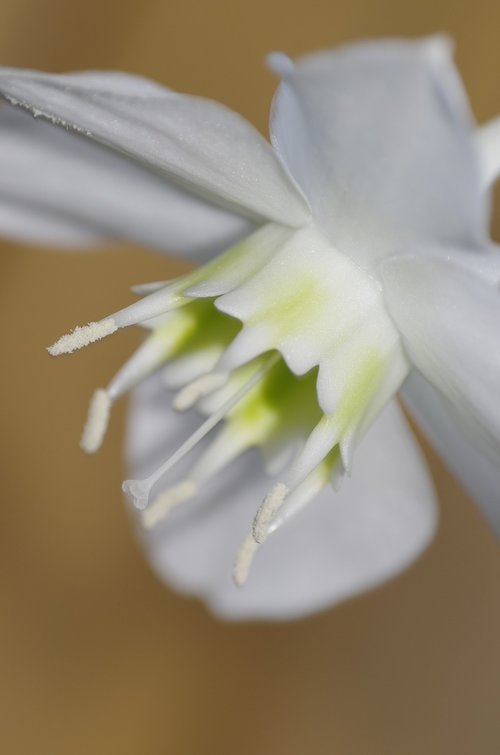 flower  plant  nature