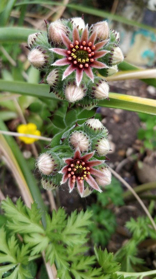 flower  succulent plant  surreal succulents