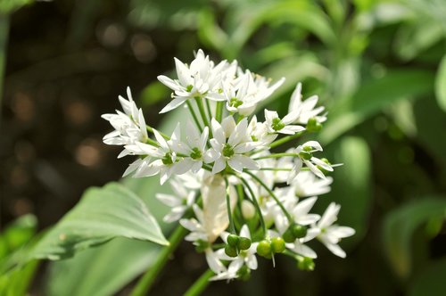 flower  white  nature