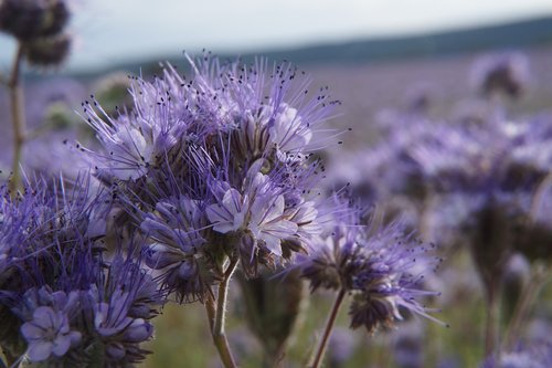 flower  pasture  purple