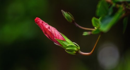 flower  bud  leaves