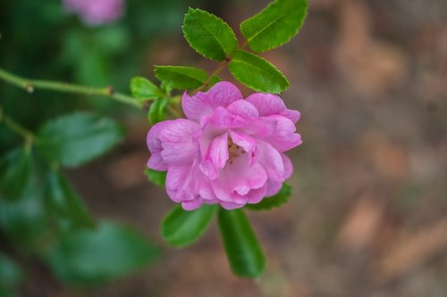 flower  rose  nature