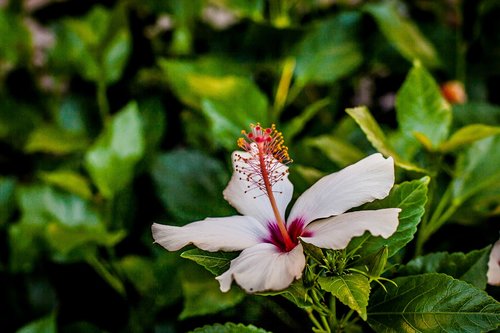 flower  hibiscus  the garden