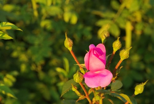 flower  pink  rose