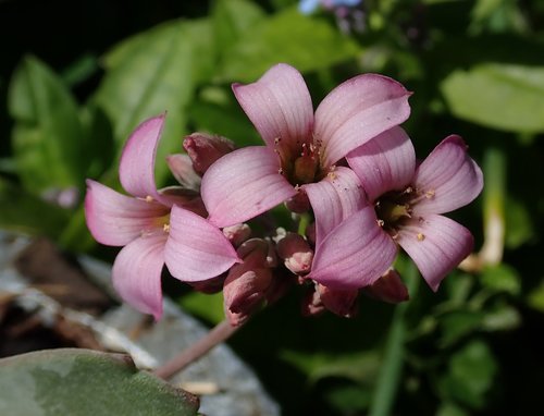 flower  pink  succulent