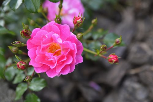 flower  rose  raspberry