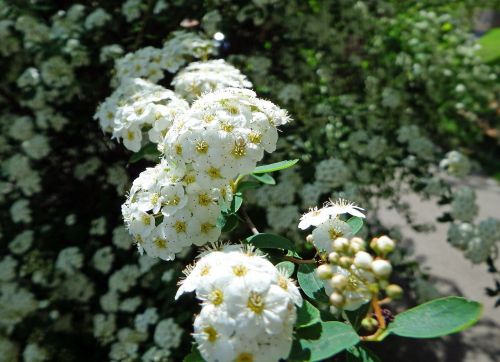 blossom bloom bush