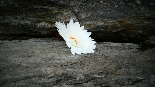 flower  daisy  rock