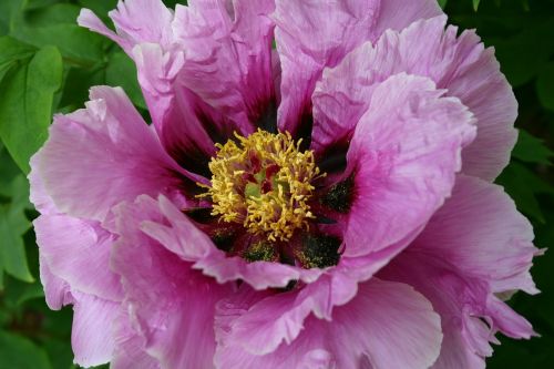 flower pink close-up
