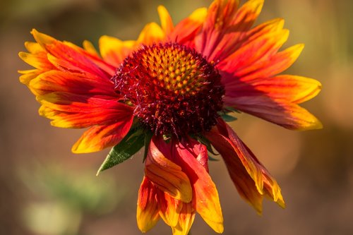 flower  plant  red