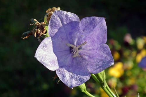 flower  rozwar  blue
