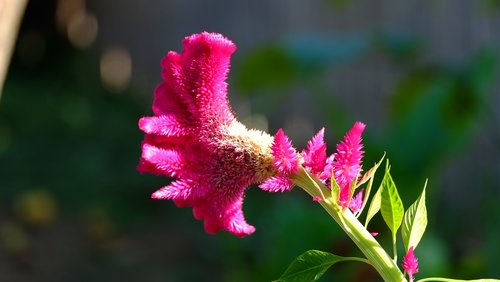 flower  fuchsia  nature