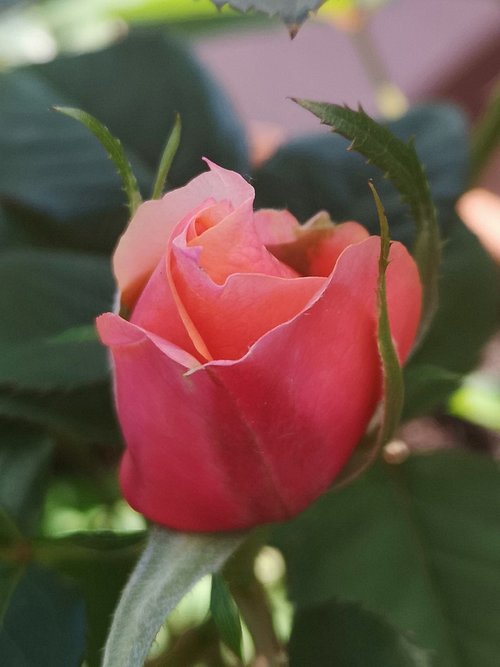 flower  rose  bud