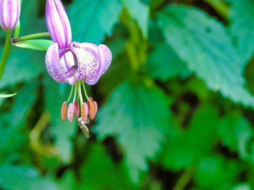 flower  insect  close up