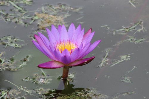 flower  landscape  nature