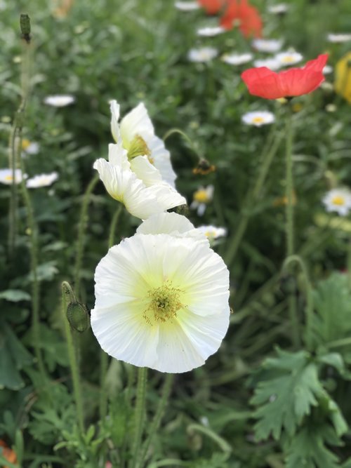 flower  white  flora