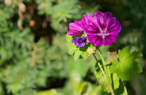 flower  violet  blossom