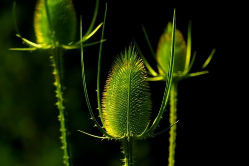 flower  plant  macro