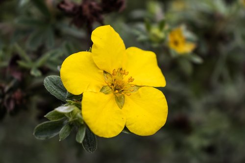 flower  plant  nature