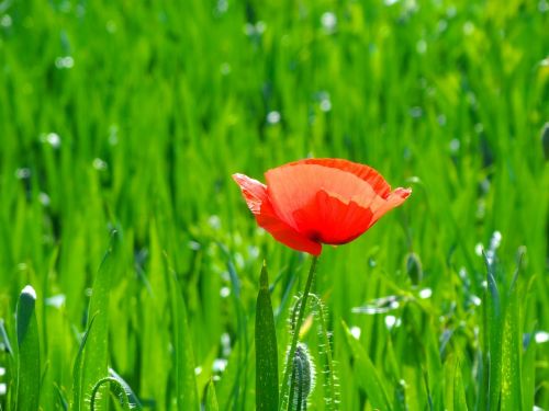 flower red poppy