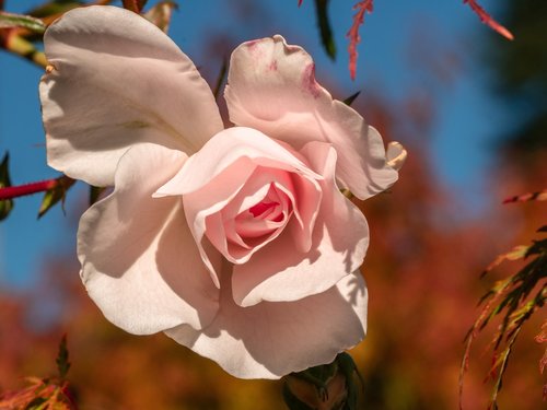 flower  rose  autumn mood