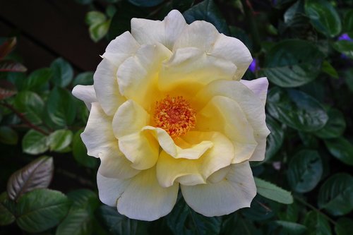 flower  rose  tea