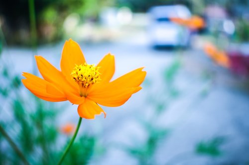 flower  bokeh  bloom