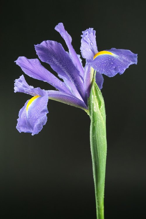 flower  violet  nero